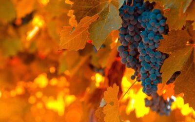 A borkóstolás varázsa a hűvösebb őszi napokon